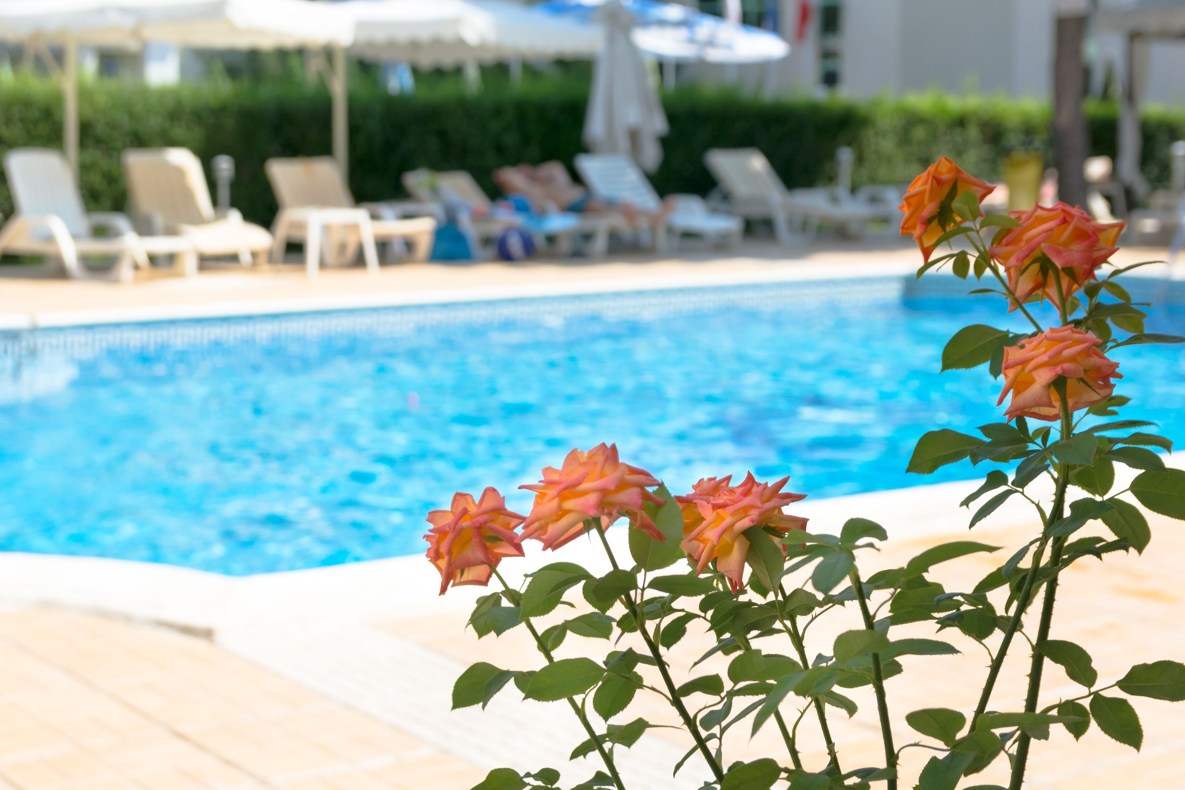 A poolside area with lounge chairs and a rose bush in the foreground.