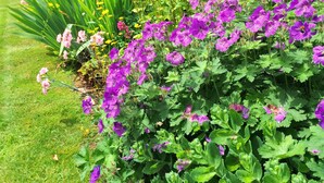 A garden with various flowers and greenery. - Croft House Guest Suite (Stroud)