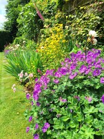 A garden with various flowers and greenery.