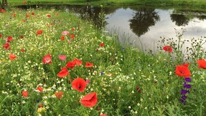 A field of poppies and wildflowers by a calm pond with trees in the background. - Ashbrook House B&B (Dungannon)
