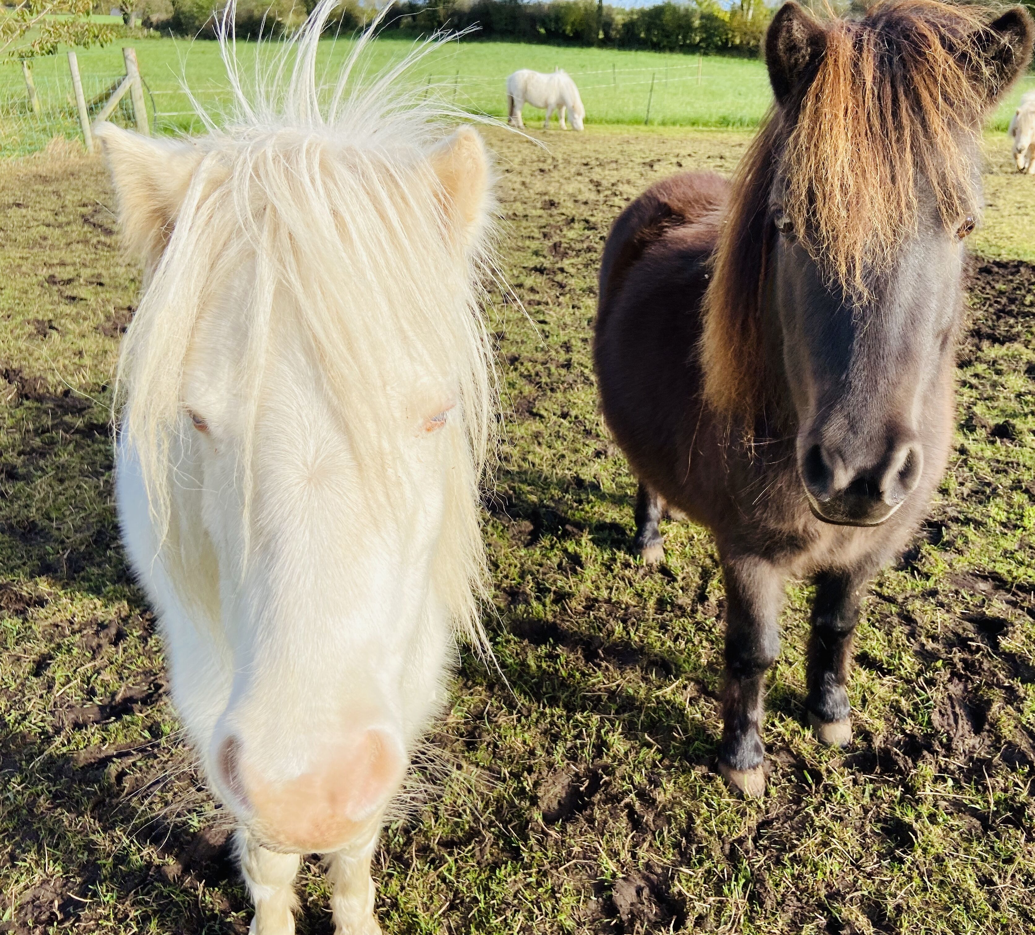 Dos caballos en un campo con una cerca al fondo.