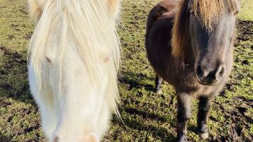 Dos caballos en un campo con una cerca al fondo.