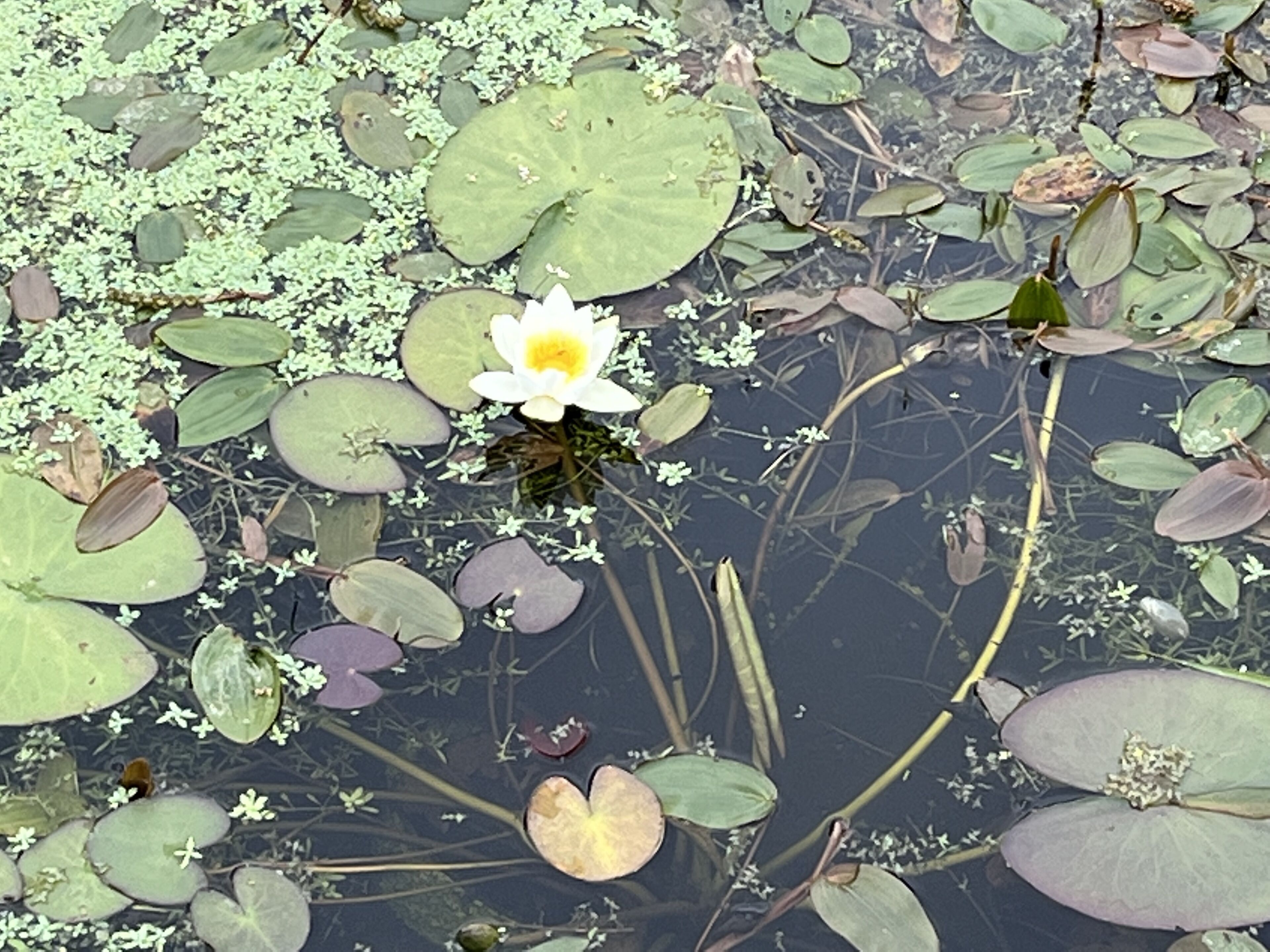 Un nénuphar à cœur jaune, entouré de feuilles de nénuphar et de petites fleurs blanches.