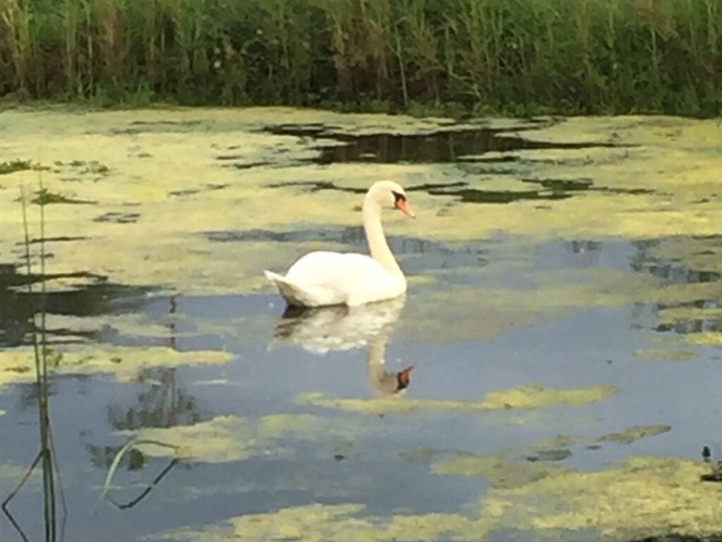 Um cisne nada em um corpo d'água com nenúfares e juncos ao fundo.