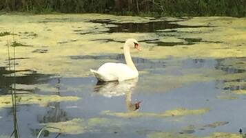 Um cisne nada em um corpo d'água com nenúfares e juncos ao fundo.