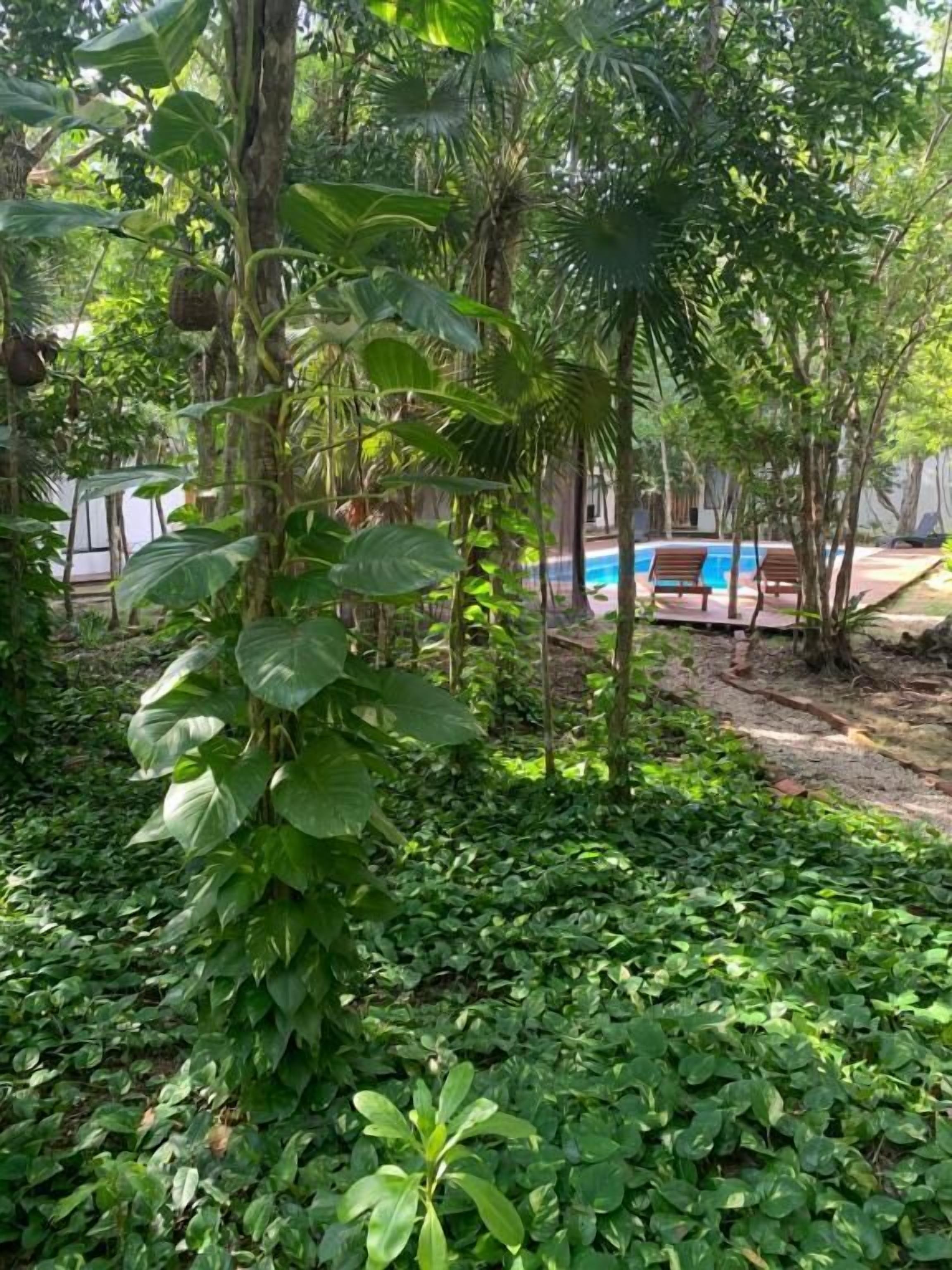 A lush garden with a pool and lounge chairs.