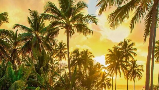 A rectangular pool with clear blue water, surrounded by lush greenery and palm trees, with a view of the ocean and a sunset in the background. - Pousada San Giovanni (Japaratinga)
