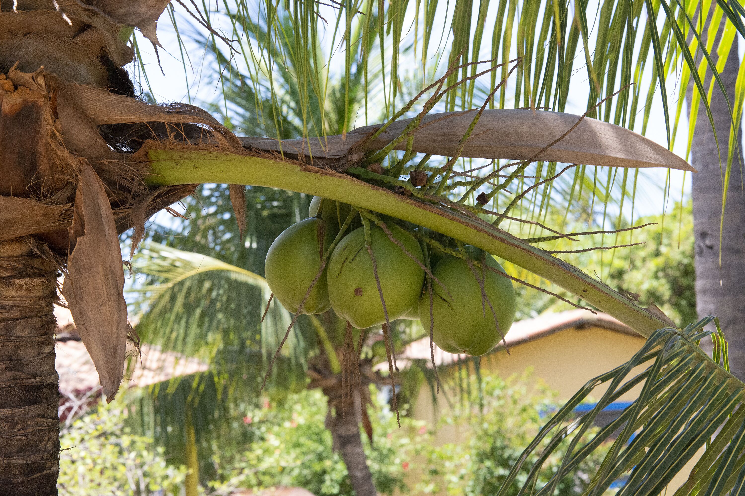 A palm tree with green coconuts hanging from its branches.