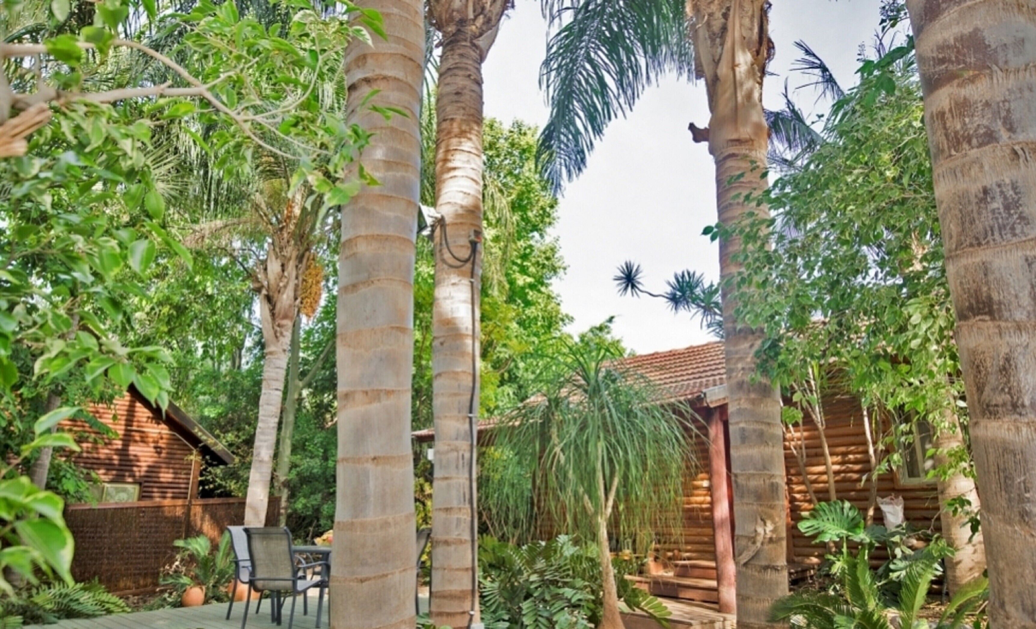 Um jardim tropical com palmeiras, uma cabana de madeira e uma área de pátio com cadeiras.
