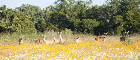A field of wildflowers with deer grazing.
