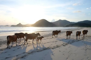 Plage à proximité
