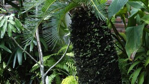 Um jardim com uma árvore grande, tronco coberto de musgo e diversas plantas.