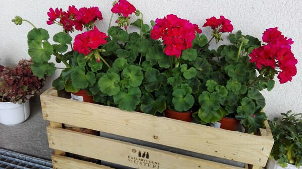 Una caja de madera llena de plantas en macetas, entre ellas flores rojas vibrantes y follaje verde, frente a un muro con textura.