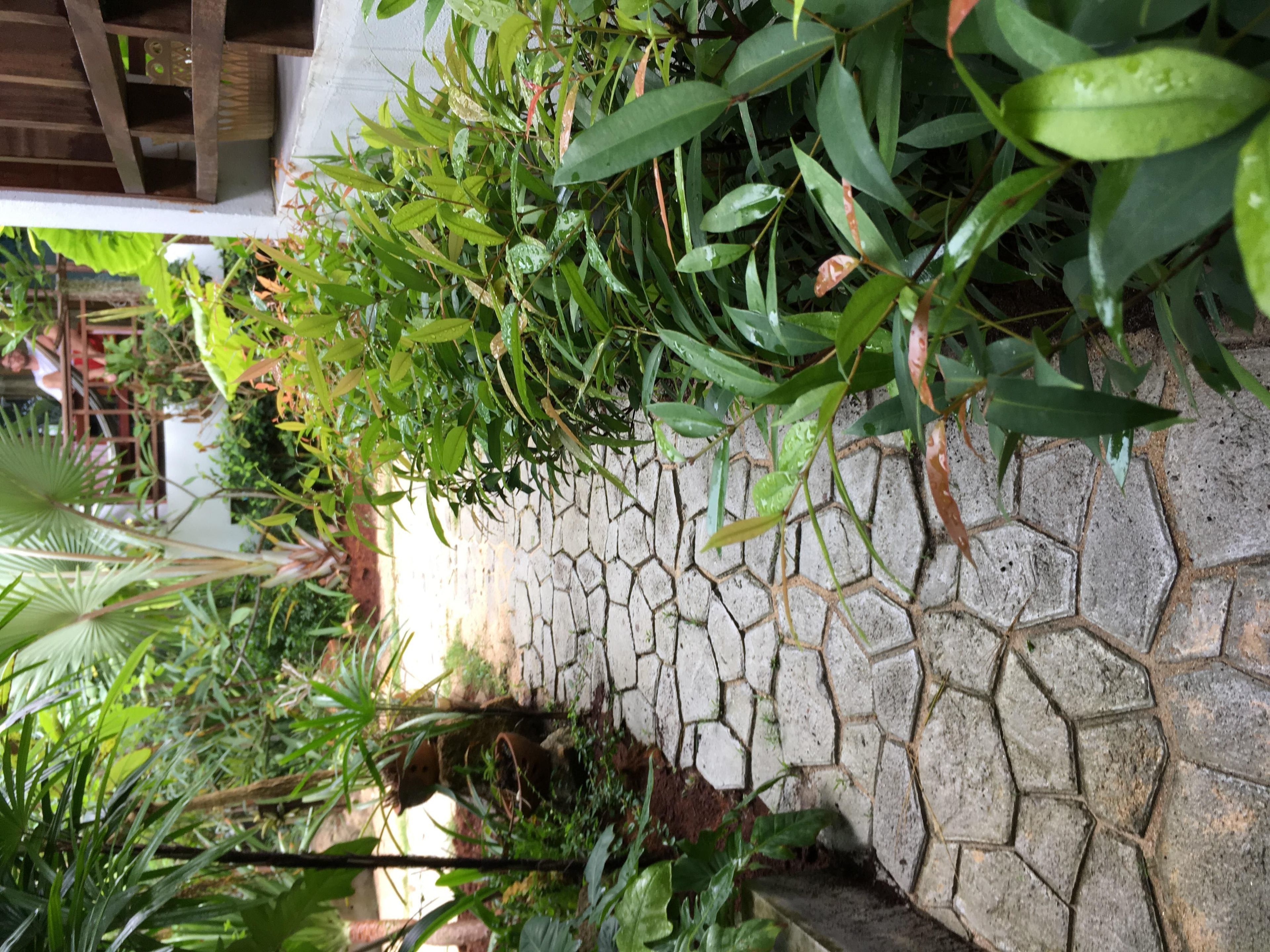 A stone pathway bordered by lush greenery, leading to a wooden structure.