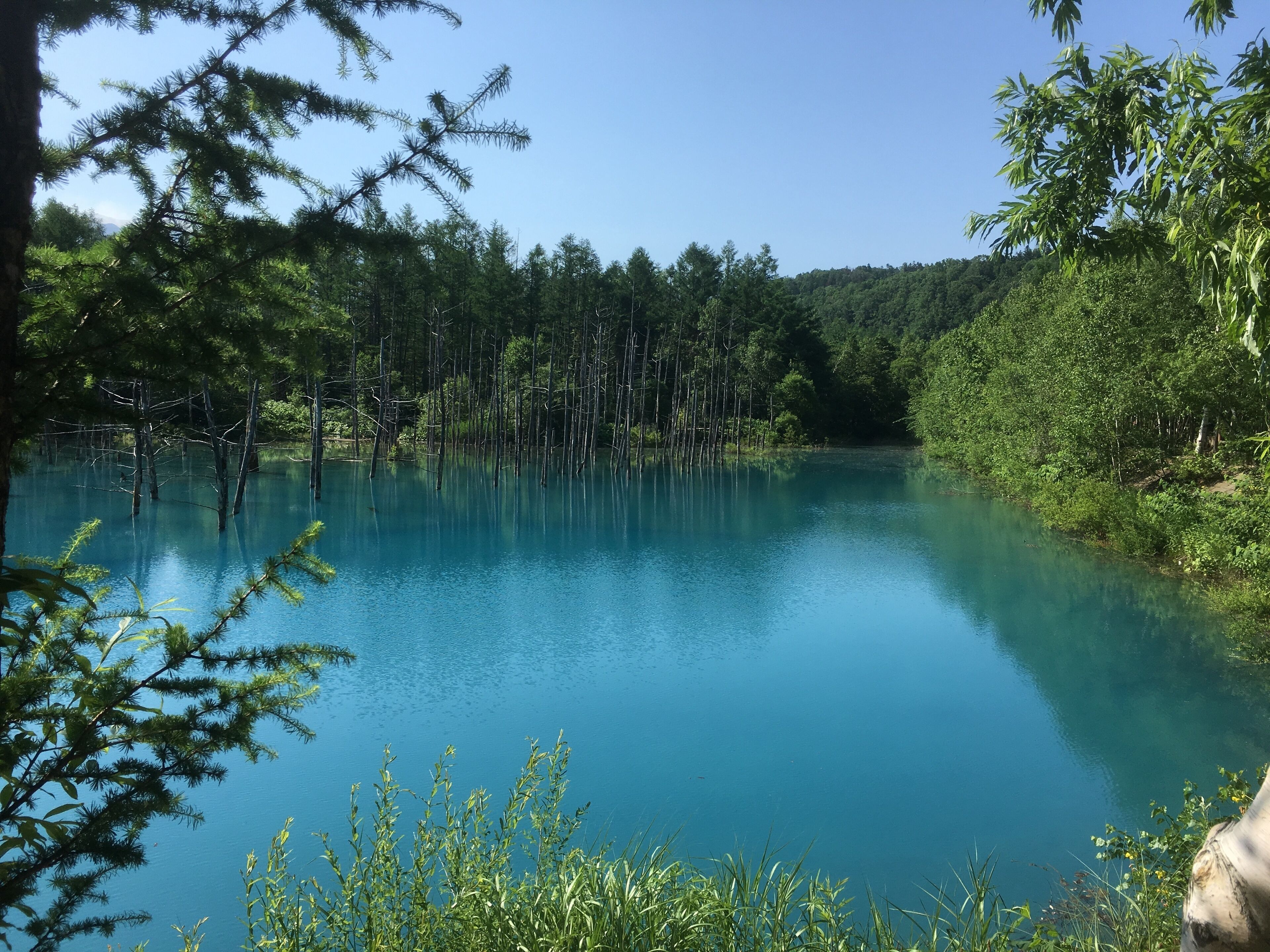 Un lago tranquilo rodeado de un bosque denso y árboles altos.