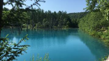 Un lago tranquilo rodeado de un bosque denso y árboles altos.