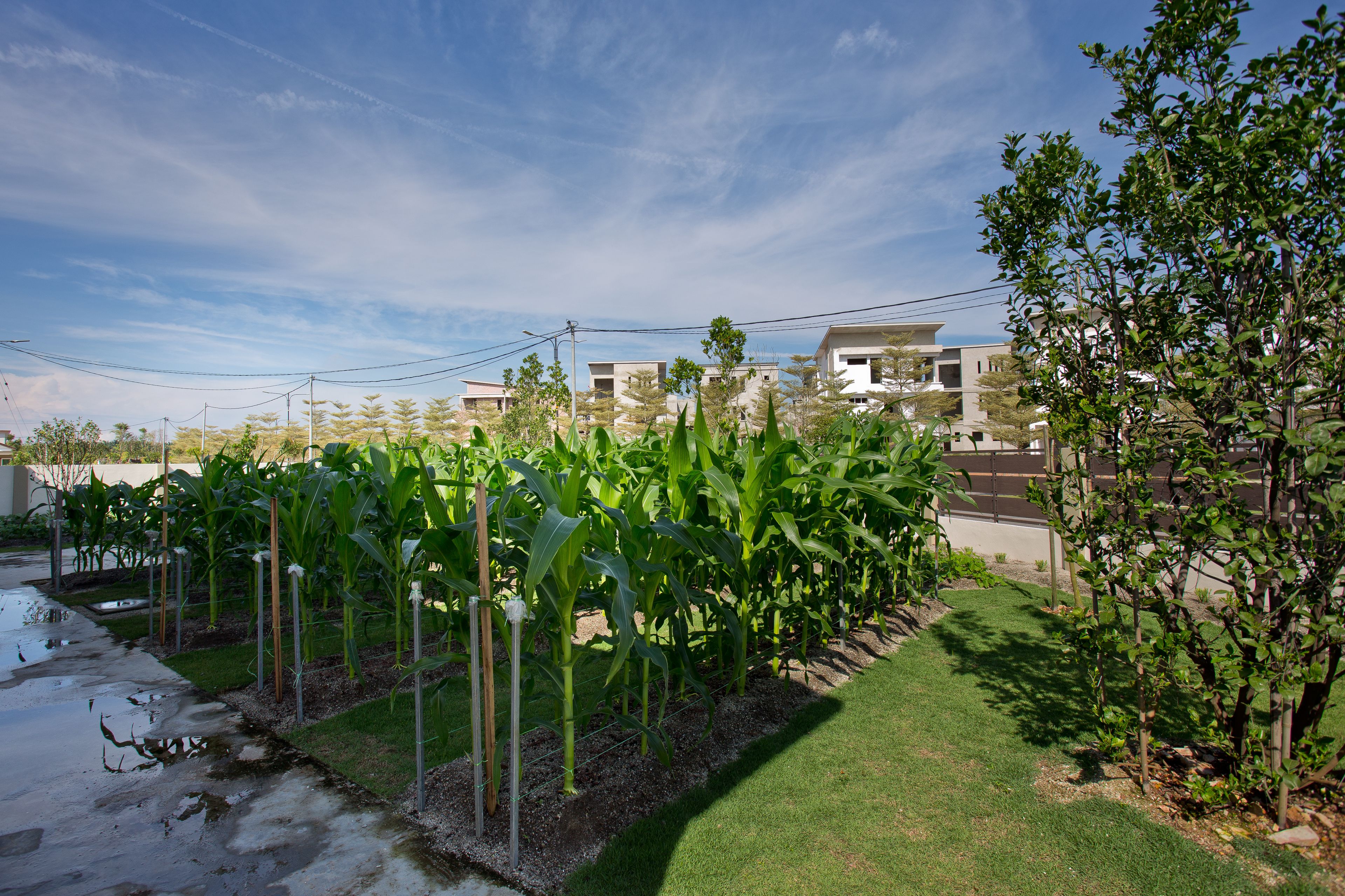 House, 4 Bedrooms (Phase 2) | Property grounds