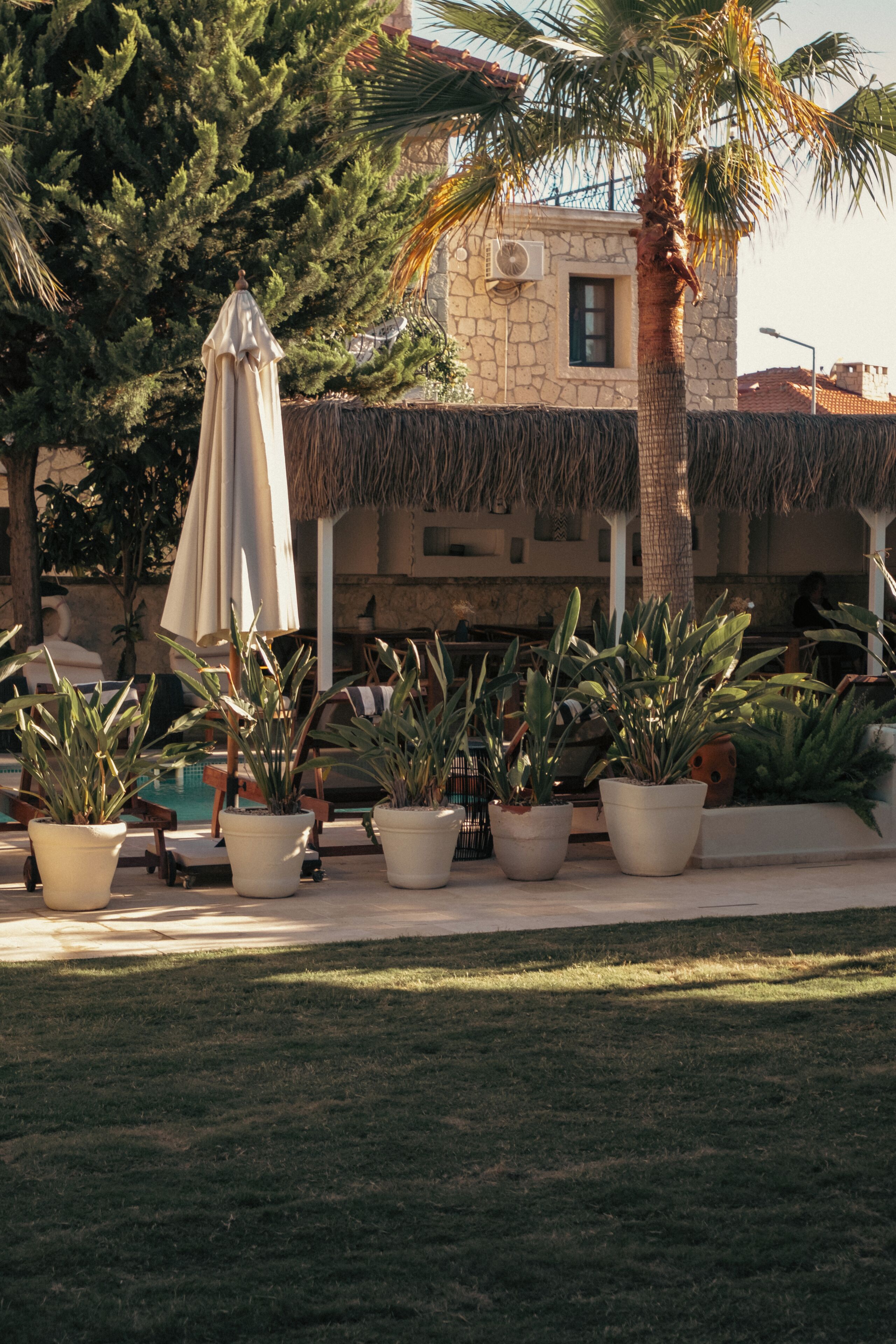 Un área junto a la piscina con sillones de descanso, plantas en macetas y una palmera.