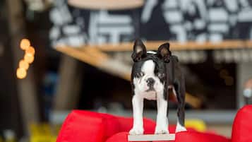 A dog standing on a red couch with a blurred background.