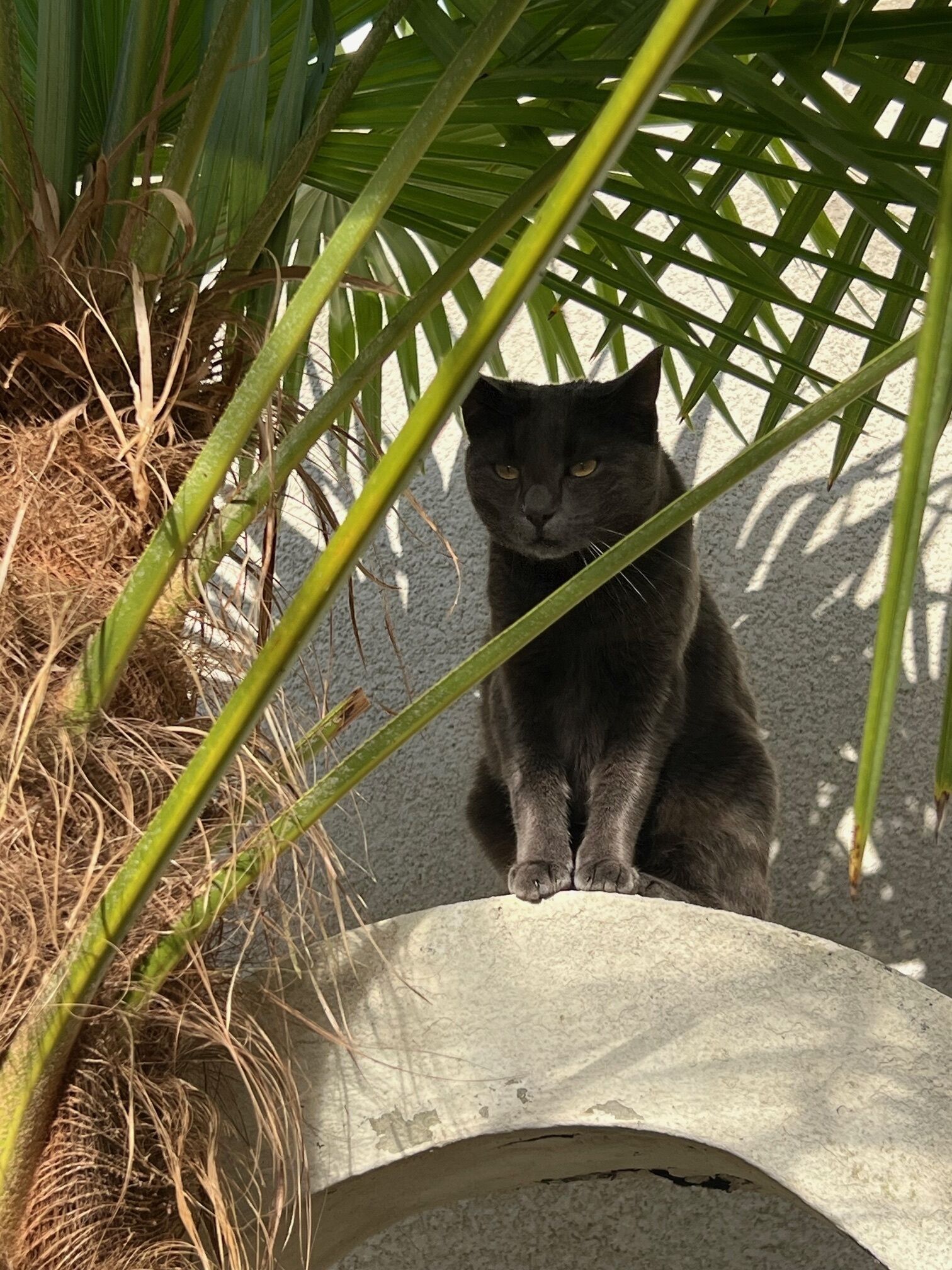 A black cat sitting on a concrete ledge surrounded by green foliage.