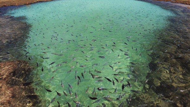 A large, shallow body of water with numerous fish visible, surrounded by a rocky shoreline. - Vivenda dos Arrecifes (Ipojuca)