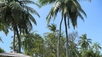 Una piscina al aire libre, sombrillas, sillones reclinables de piscina