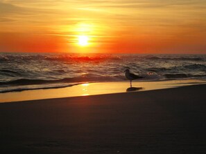 A seagull standing on a beach at sunset with the sun setting over the ocean. - Casual, clean, comfy, beautiful views. Golf cart with agreement. Love your stay. (Miramar Beach)