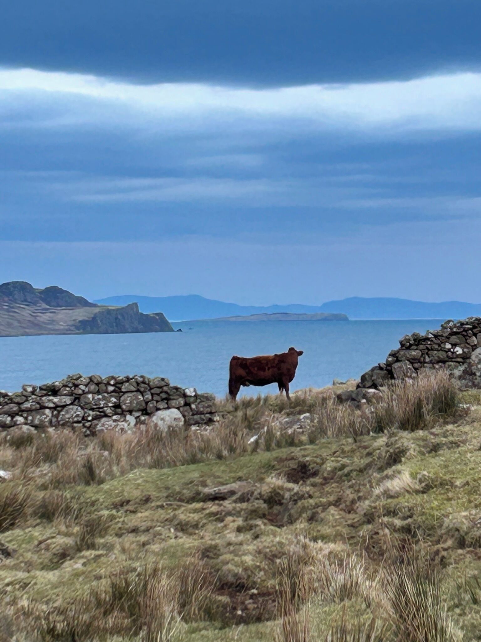 A cow standing in a grassy field with a stone wall and a body of water in the background.