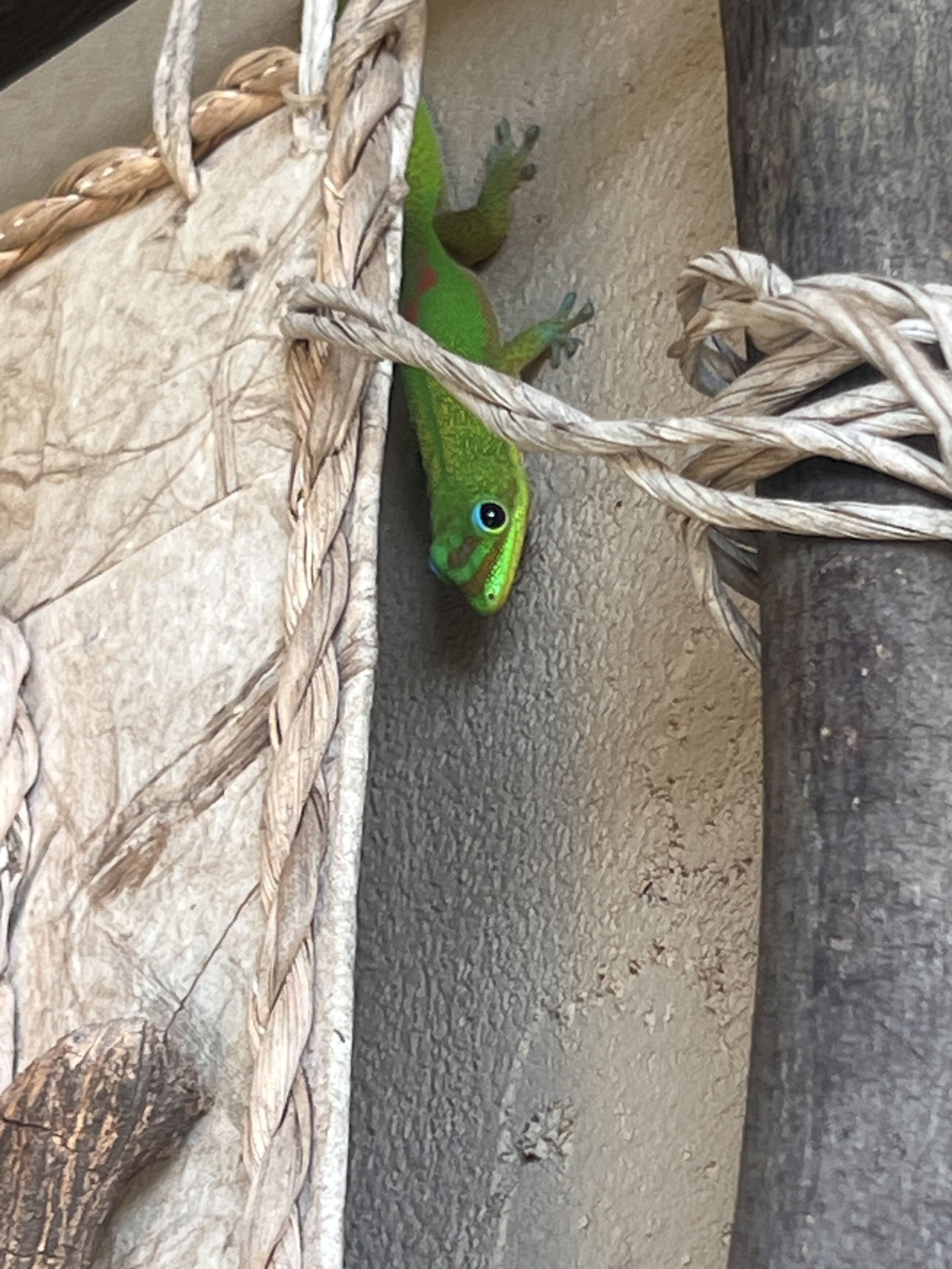A green lizard on a rope.
