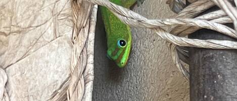 A green lizard on a rope.