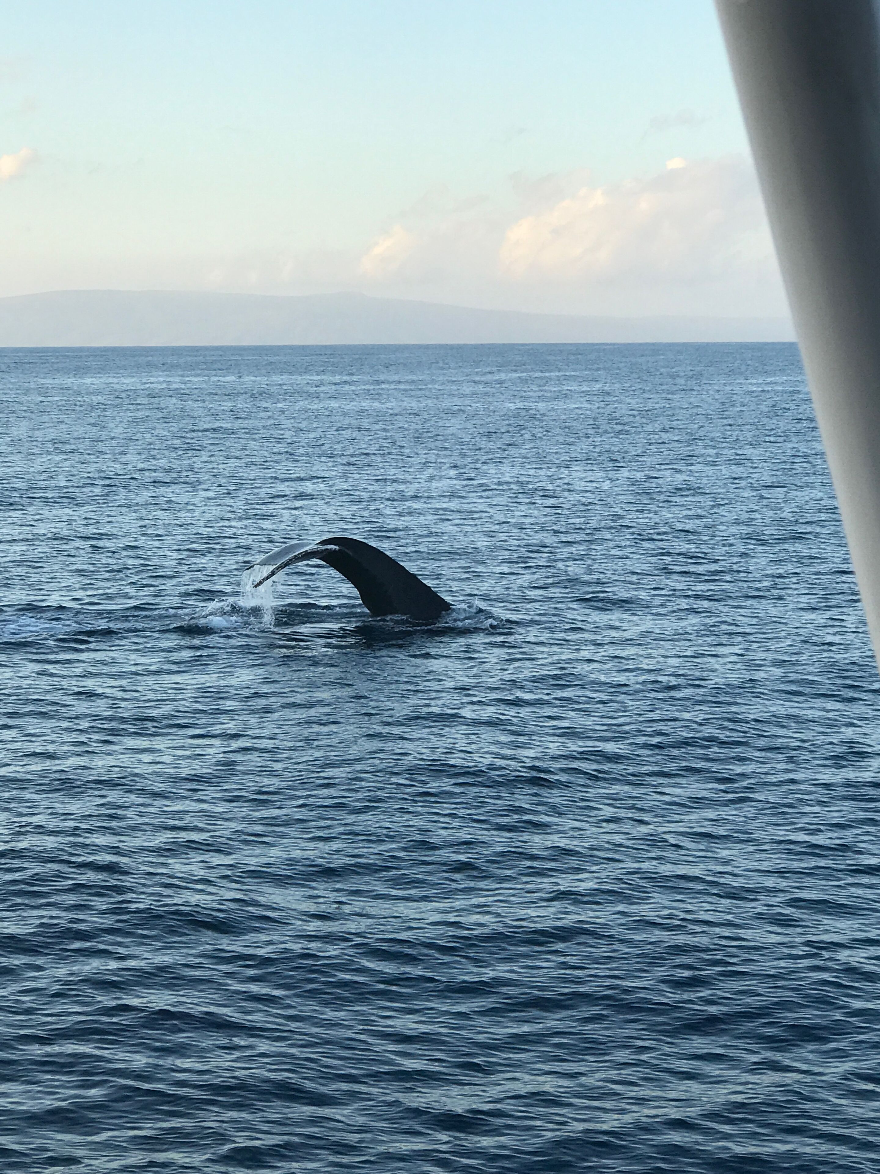 A whale breaching the ocean surface.