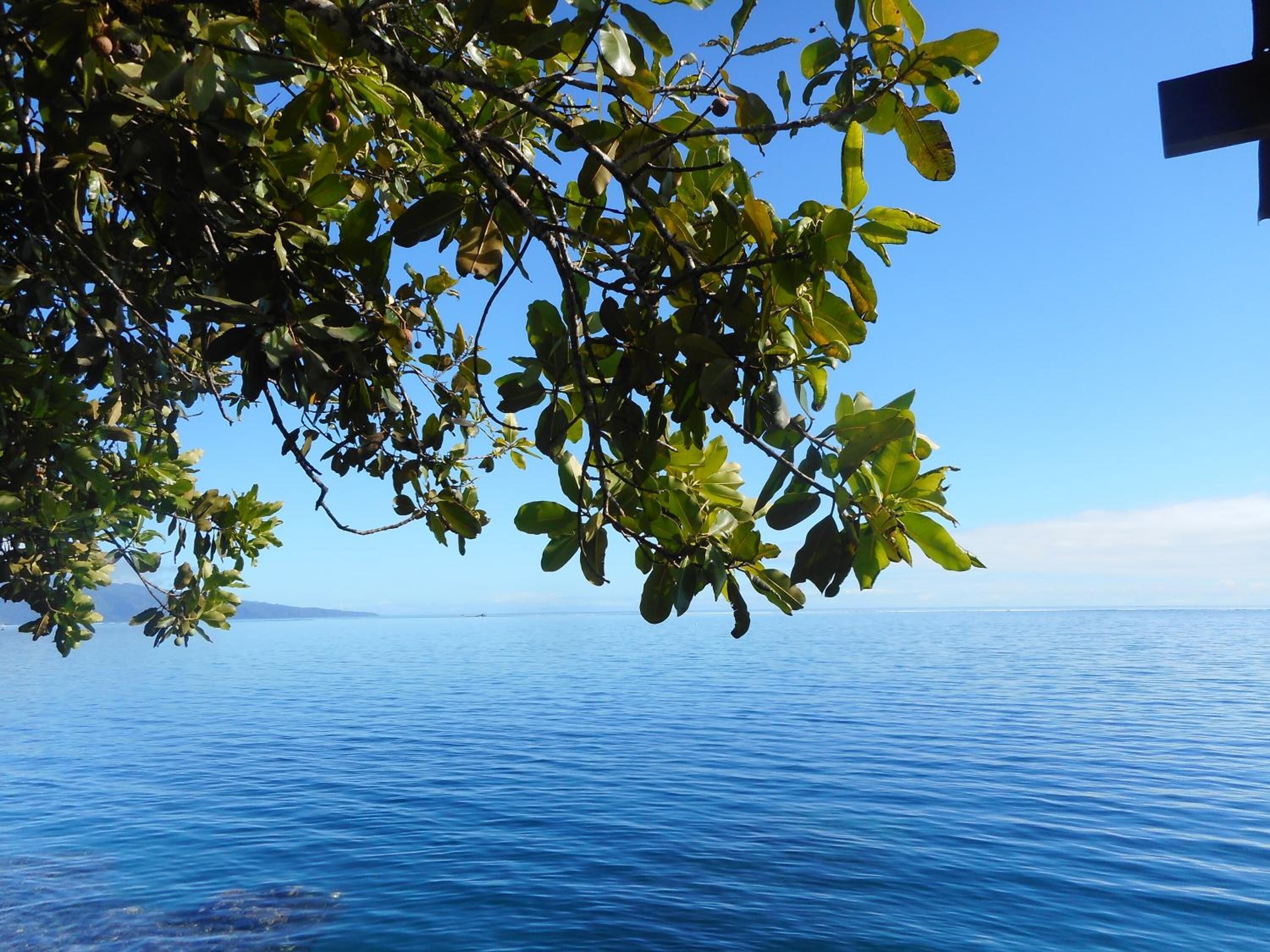 A view of a calm sea with a clear sky and dense foliage in the foreground.