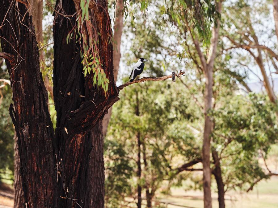 A bird perched on a tree branch in a natural setting.