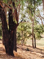 Un pájaro posado en una rama de árbol en un entorno natural.