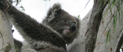 Un koala aferrado a un tronco de árbol.