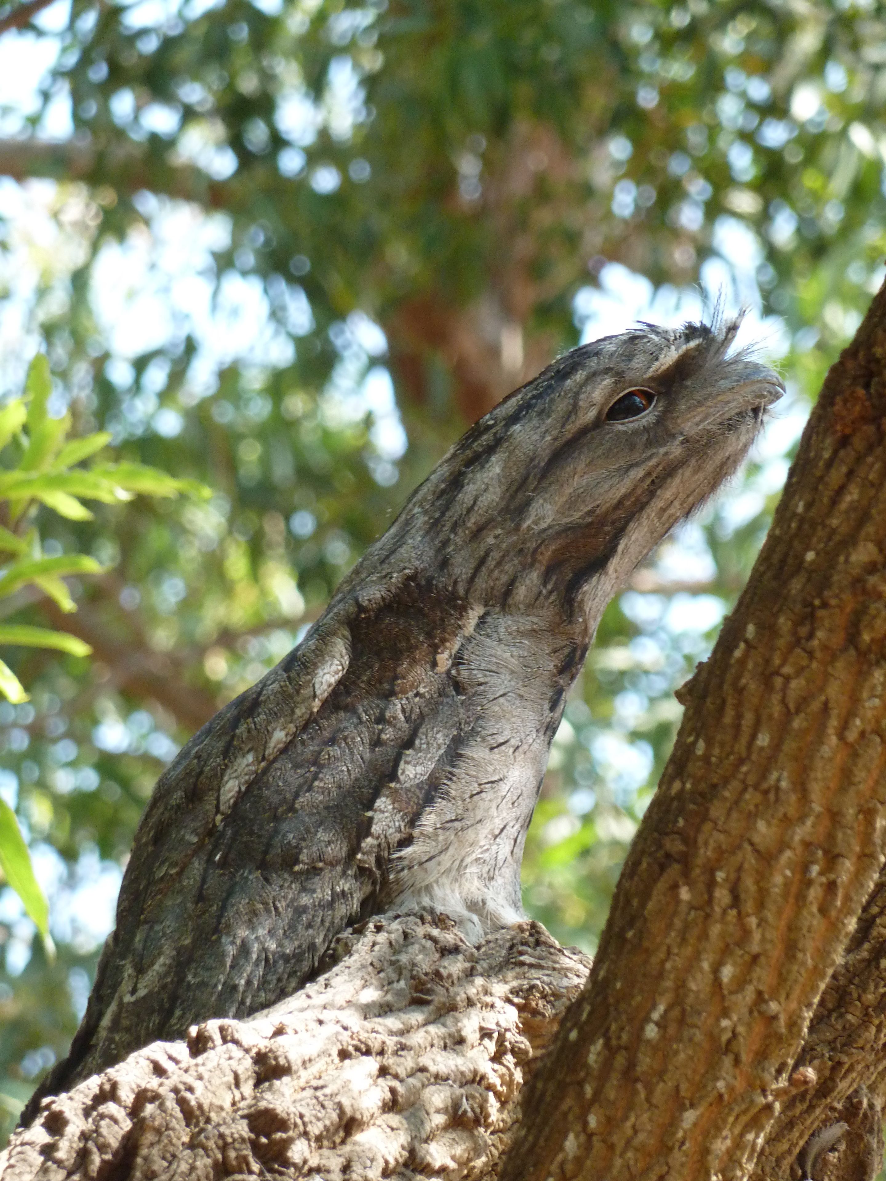 A lizard on a tree branch.