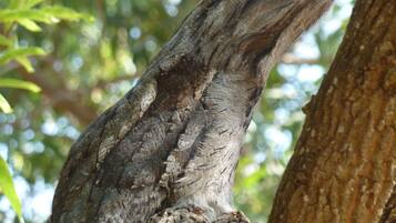 Un lagarto sobre una rama de árbol.