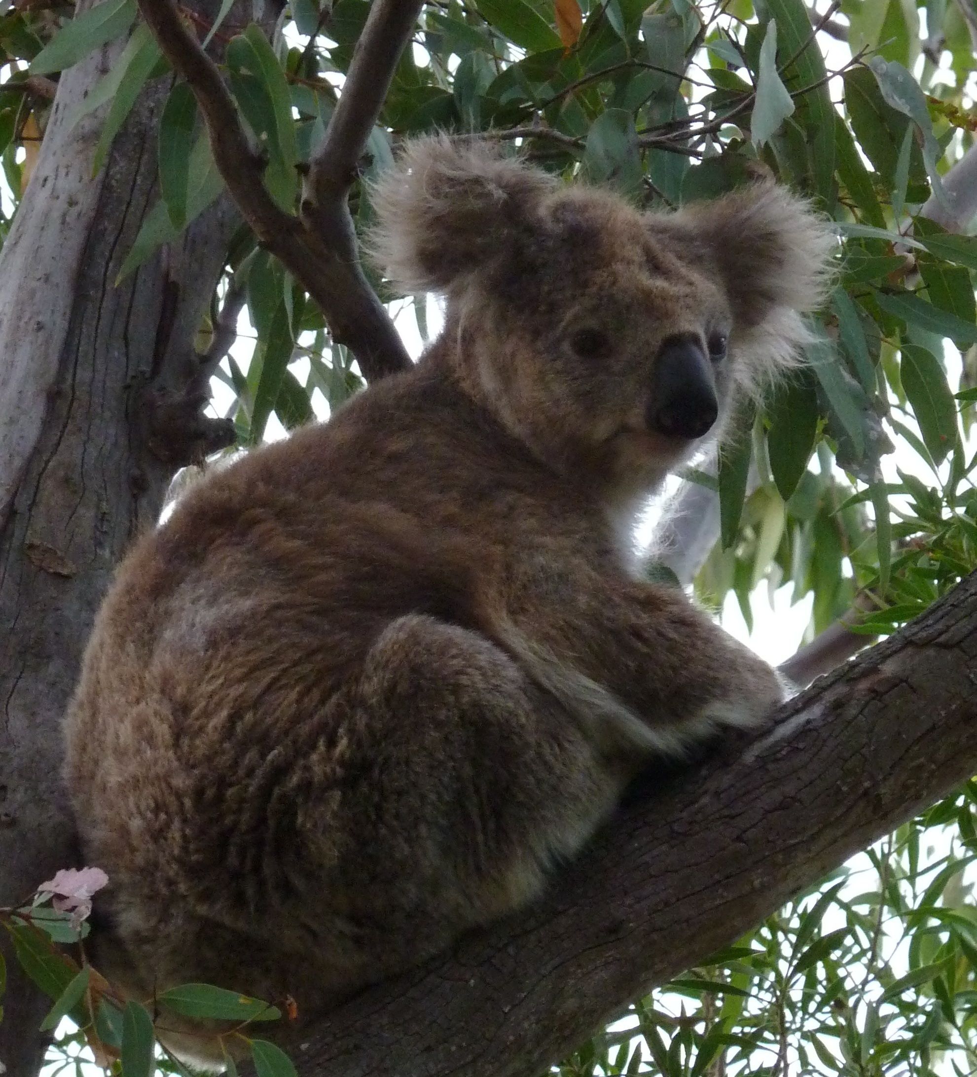 A koala sitting on a tree branch surrounded by green leaves.