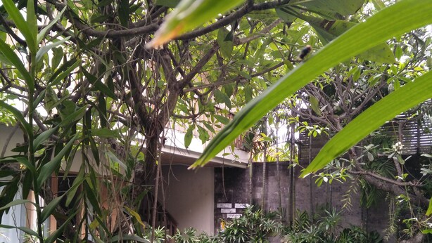 A pool area with lounge chairs and lush greenery. - Jukung Guest House (Denpasar)