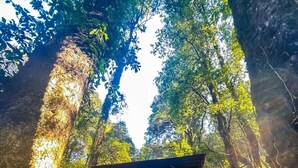A wooden cabin elevated on stilts surrounded by tall trees in a forest. - Ayar Jungle Resort (Nainital)