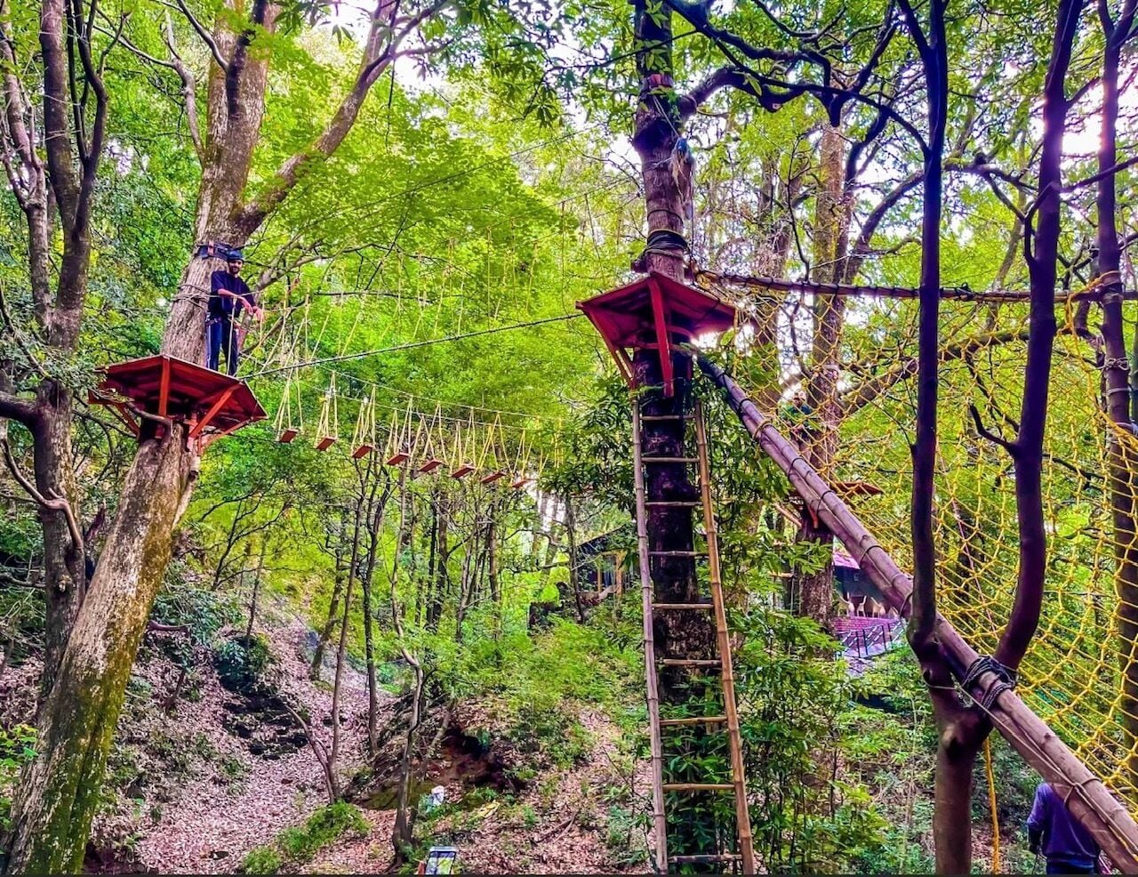 A forested area with rope bridges and a ladder.