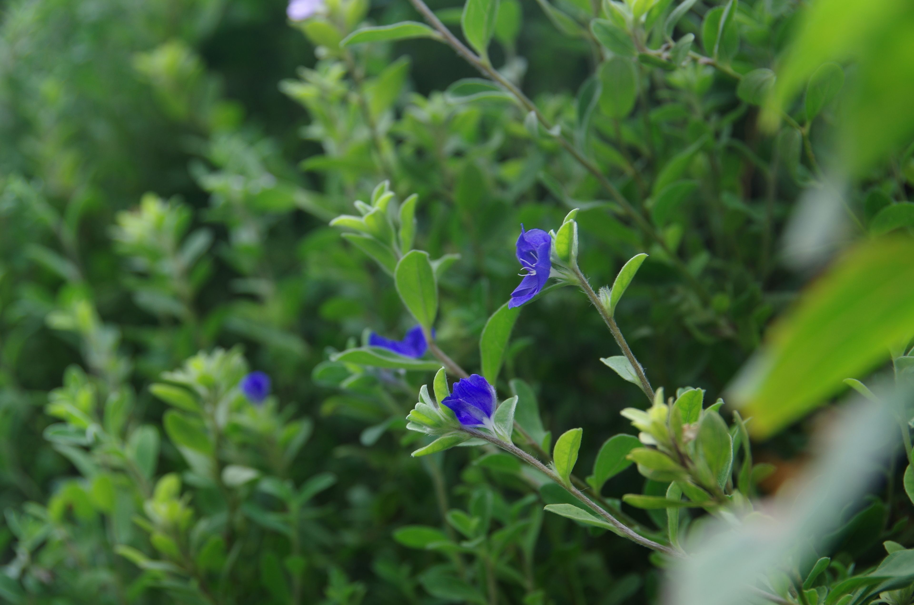 A close-up of a plant with small blue flowers and green leaves.