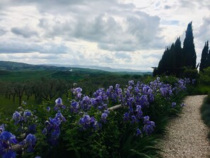 Stroll through a serene landscape of purple flowers and rolling hills.