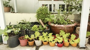A variety of potted plants arranged on a concrete surface, some in black and terracotta pots, under a white structure. - Pensee Guesthouse (Lam Vien - Da Lat)