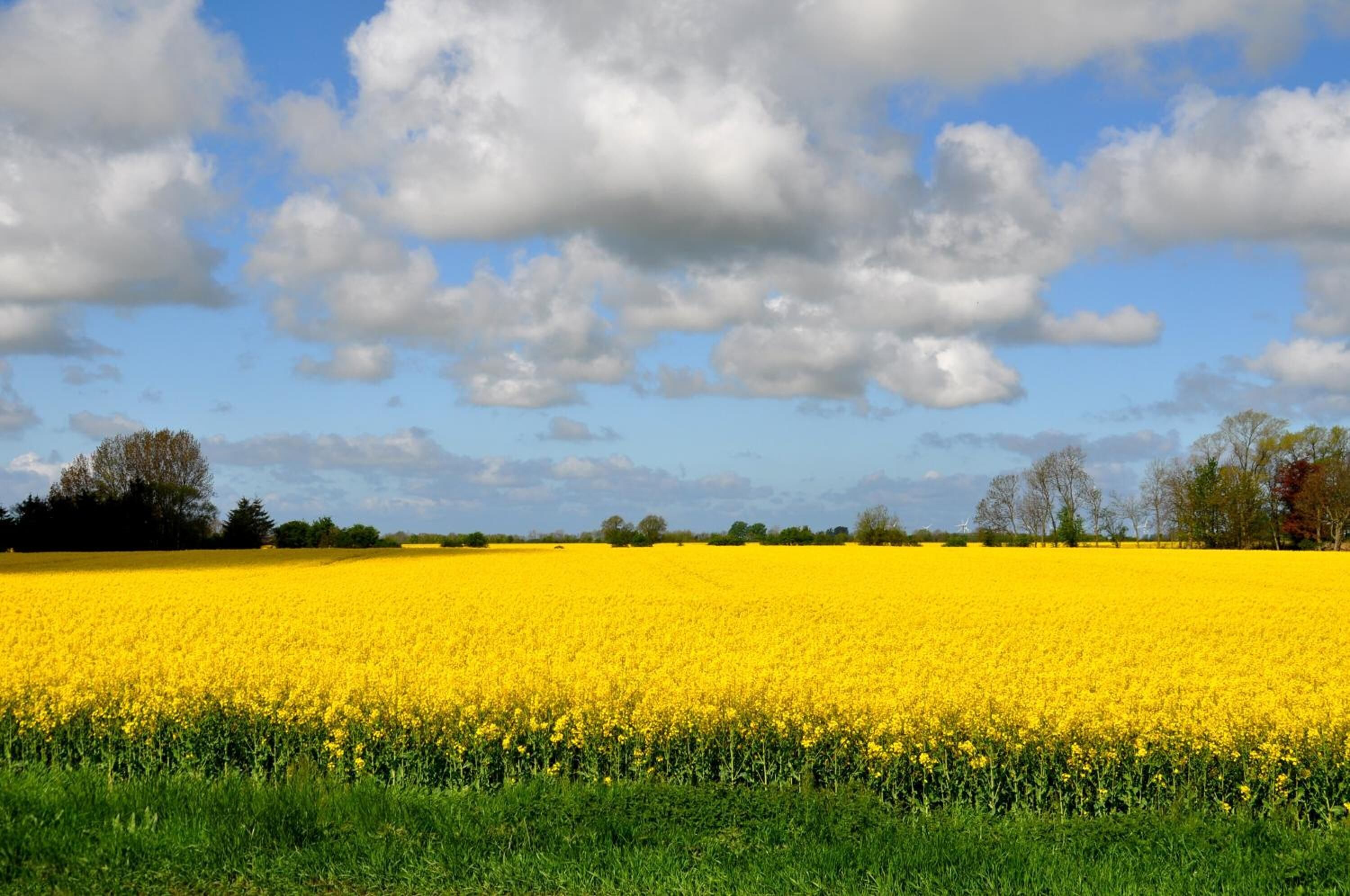 A field of yellow flowers under a partly cloudy sky.