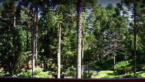 A dense forest with tall trees and a well-maintained lawn. - Chalets do Vale (Gramado)
