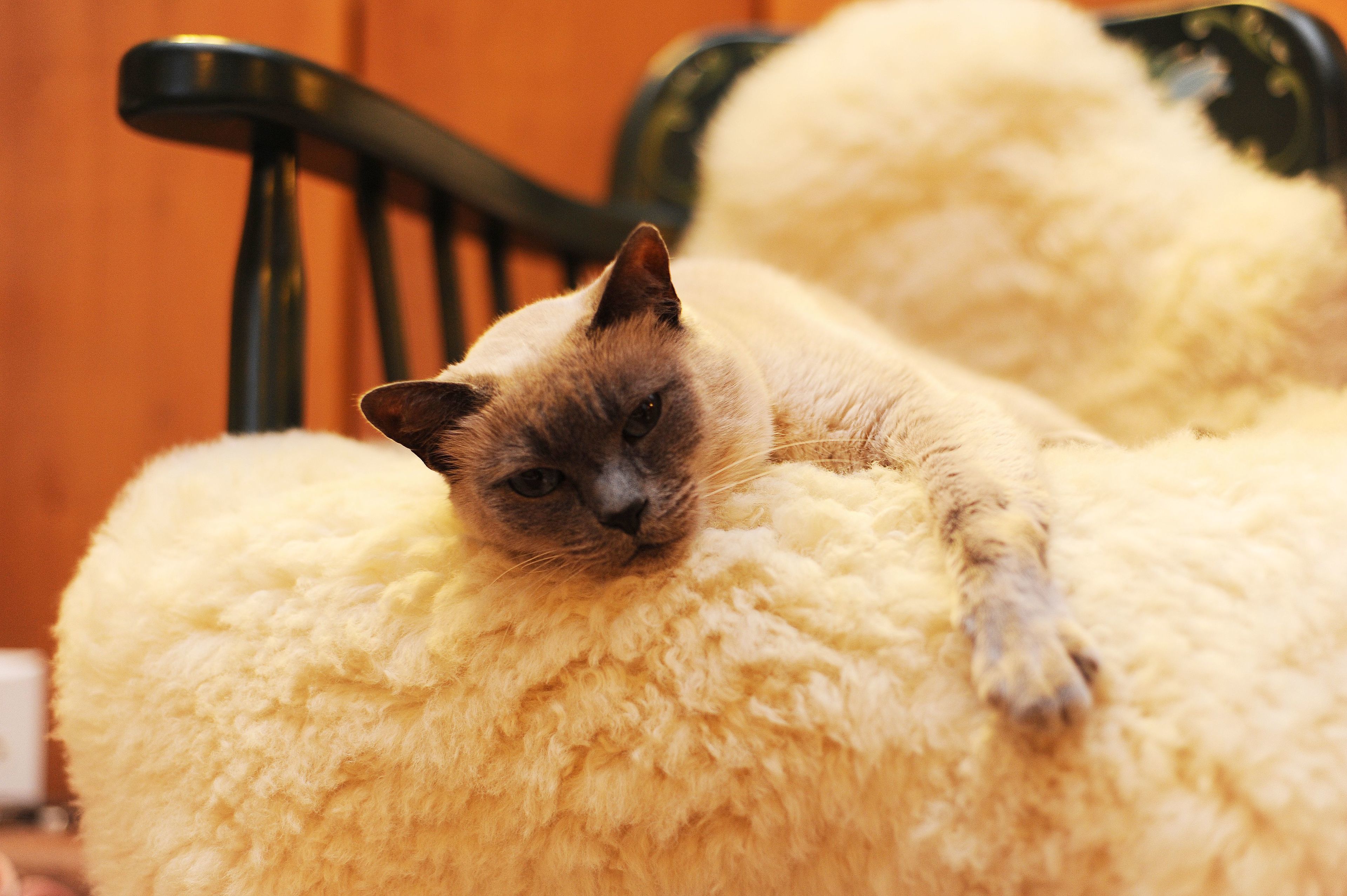 Foto - Hotel das Hortênsias