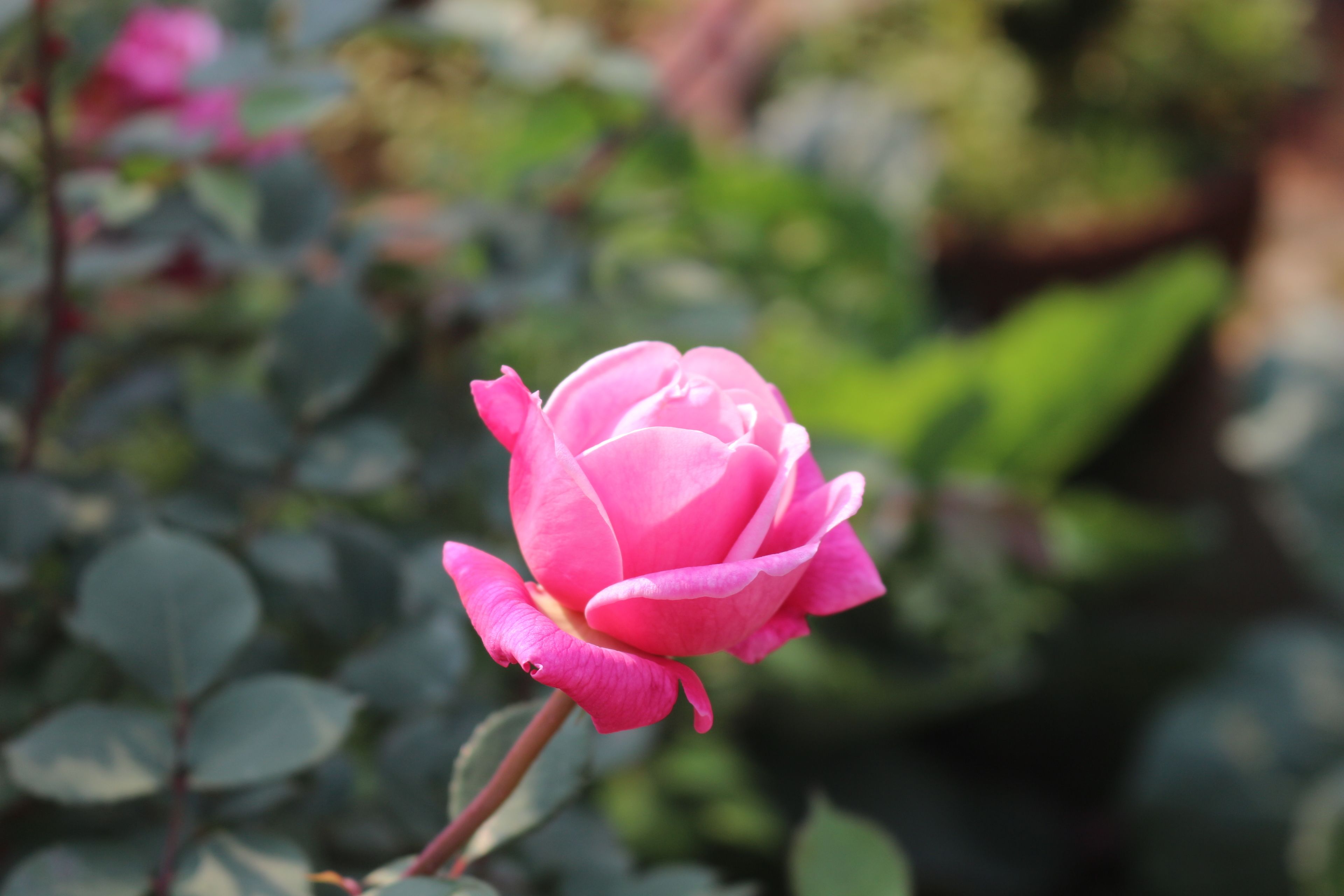 A pink rosebud in full bloom.