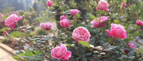 A garden with pink roses and green foliage.