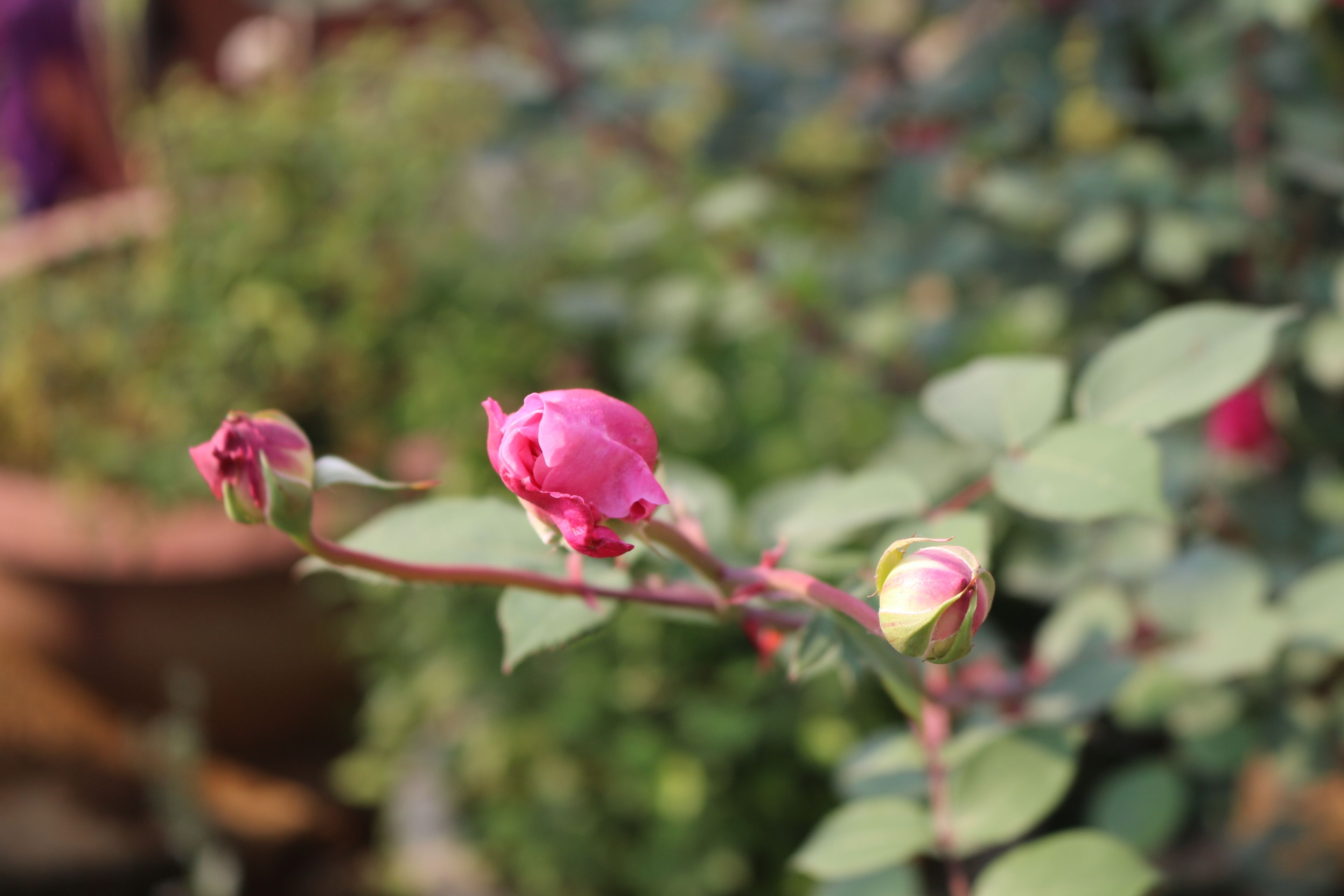 A rosebud with a blurred background.